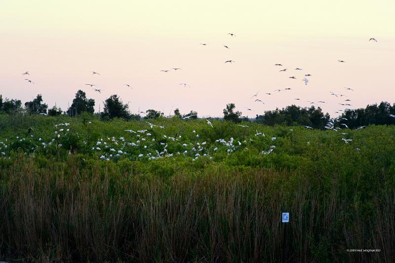 20090220_181851 D3 P1 5100x3400 srgb.jpg - Loxahatchee National Wildlife Preserve.  Bird central appeared to be located here